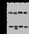 FKBP Prolyl Isomerase Like antibody, 200356-T40, Sino Biological, Western Blot image 