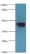 Serpin Family A Member 6 antibody, MBS7000651, MyBioSource, Western Blot image 