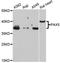 Paired Box 5 antibody, A12048, ABclonal Technology, Western Blot image 