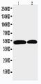 NADPH Oxidase Activator 1 antibody, GTX12206, GeneTex, Western Blot image 