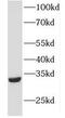 Four And A Half LIM Domains 2 antibody, FNab03111, FineTest, Western Blot image 
