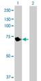 VPS33B Late Endosome And Lysosome Associated antibody, H00026276-B01P, Novus Biologicals, Western Blot image 