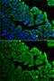 Ribosomal Protein Lateral Stalk Subunit P0 antibody, GTX54687, GeneTex, Immunofluorescence image 