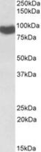 Cytochrome P450 Oxidoreductase antibody, MBS422455, MyBioSource, Western Blot image 