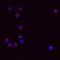 Interleukin 13 antibody, AF-413-NA, R&D Systems, Immunofluorescence image 