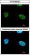 WT1 Associated Protein antibody, GTX102721, GeneTex, Immunocytochemistry image 