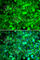 Adiponectin Receptor 1 antibody, A1509, ABclonal Technology, Immunofluorescence image 