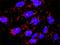 Calcyclin Binding Protein antibody, H00027101-M01, Novus Biologicals, Proximity Ligation Assay image 