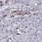 Cyclin Dependent Kinase Like 1 antibody, HPA059605, Atlas Antibodies, Immunohistochemistry frozen image 