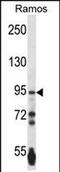 Protocadherin Gamma Subfamily A, 3 antibody, PA5-71834, Invitrogen Antibodies, Western Blot image 