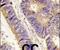 Golgi Associated PDZ And Coiled-Coil Motif Containing antibody, PA5-14115, Invitrogen Antibodies, Immunohistochemistry frozen image 