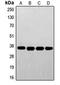 Folate Receptor Alpha antibody, orb213943, Biorbyt, Western Blot image 