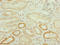 Twist-related protein 2 antibody, LS-C676661, Lifespan Biosciences, Immunohistochemistry paraffin image 