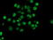 Nucleotide Binding Protein Like antibody, TA503744, Origene, Immunofluorescence image 