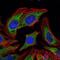 Pyruvate Dehydrogenase Kinase 1 antibody, GTX60386, GeneTex, Immunofluorescence image 