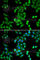 RBP-JK antibody, A5675, ABclonal Technology, Immunofluorescence image 