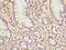 Mitochondrial Ribosomal Protein L51 antibody, LS-C395641, Lifespan Biosciences, Immunohistochemistry frozen image 