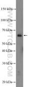 Mitogen-Activated Protein Kinase 15 antibody, 13452-1-AP, Proteintech Group, Western Blot image 