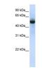 TRNA Methyltransferase 2 Homolog B antibody, NBP1-55232, Novus Biologicals, Western Blot image 