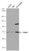 Tripartite Motif Containing 25 antibody, GTX100617, GeneTex, Western Blot image 