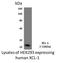 X-C Motif Chemokine Ligand 1 antibody, NBP2-12004, Novus Biologicals, Western Blot image 