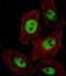 Paired Like Homeobox 2B antibody, PA5-35044, Invitrogen Antibodies, Immunofluorescence image 