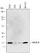 High Mobility Group AT-Hook 1 antibody, AF5956, R&D Systems, Western Blot image 