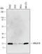 Hmgi antibody, AF5956, R&D Systems, Western Blot image 