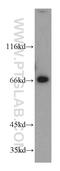 Leucine Zipper Tumor Suppressor 1 antibody, 20878-1-AP, Proteintech Group, Western Blot image 