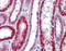 ATPase Na+/K+ Transporting Subunit Beta 1 antibody, 29-989, ProSci, Western Blot image 