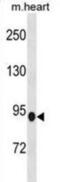 Phosphodiesterase 8B antibody, abx031349, Abbexa, Western Blot image 