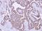 Pygopus Family PHD Finger 2 antibody, NBP2-20019, Novus Biologicals, Immunohistochemistry frozen image 