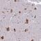 Elongation Factor 1 Homolog antibody, PA5-61047, Invitrogen Antibodies, Immunohistochemistry frozen image 