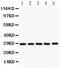 Serine And Arginine Rich Splicing Factor 1 antibody, PA5-80069, Invitrogen Antibodies, Western Blot image 