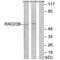 RAD23 Homolog B, Nucleotide Excision Repair Protein antibody, PA5-50168, Invitrogen Antibodies, Western Blot image 