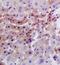 DOT1 Like Histone Lysine Methyltransferase antibody, orb10940, Biorbyt, Immunohistochemistry paraffin image 