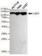 Lysine Demethylase 1A antibody, GTX16471, GeneTex, Western Blot image 