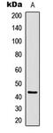 CAMP Responsive Element Binding Protein 1 antibody, abx121378, Abbexa, Western Blot image 