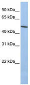 Loxl antibody, TA335097, Origene, Western Blot image 