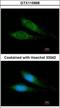 Mitochondrial Ribosomal Protein S27 antibody, GTX115668, GeneTex, Immunocytochemistry image 