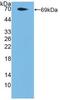 F2R Like Thrombin Or Trypsin Receptor 3 antibody, abx128911, Abbexa, Western Blot image 