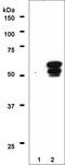 Peroxisome Proliferator Activated Receptor Gamma antibody, ab41928, Abcam, Western Blot image 