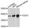 Transcription Elongation Factor A1 antibody, abx126683, Abbexa, Western Blot image 