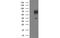 Glycine amidinotransferase, mitochondrial antibody, MBS533186, MyBioSource, Western Blot image 