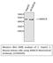 Alpha-Methylacyl-CoA Racemase antibody, M02217-2, Boster Biological Technology, Western Blot image 