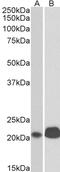 Nanog Homeobox antibody, 43-623, ProSci, Enzyme Linked Immunosorbent Assay image 