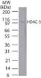 Histone Deacetylase 5 antibody, NBP2-03988, Novus Biologicals, Western Blot image 