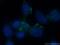 Galectin 9 antibody, 17938-1-AP, Proteintech Group, Immunofluorescence image 