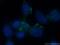 Gal-9 antibody, 17938-1-AP, Proteintech Group, Immunofluorescence image 