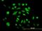 DNA Polymerase Kappa antibody, orb94700, Biorbyt, Immunofluorescence image 